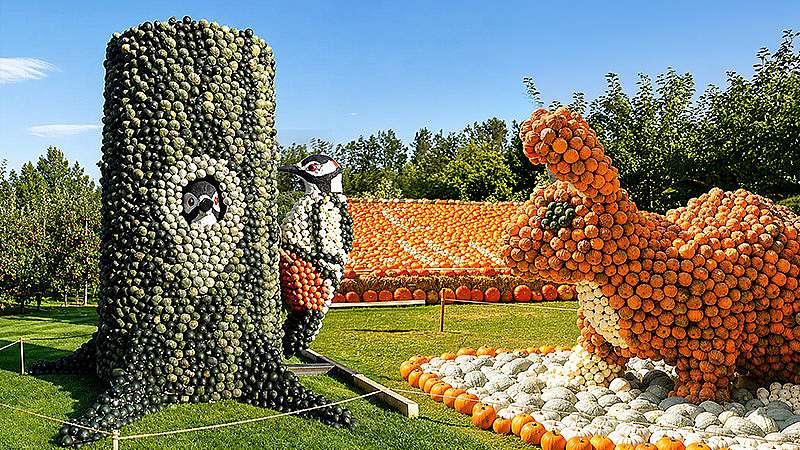 Pumpkimania